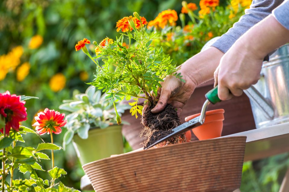 Blumen werden umgetopft